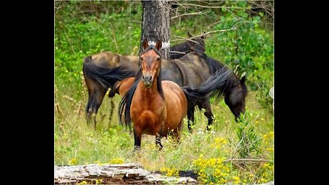 Save the brumbies.