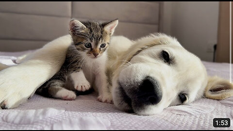 Tiny Kitten Wakes Up Golden Retriever Puppy [Cuteness Overload]