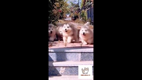 So cute so fluffy dog, 🐶 🐶 funny dog video 2021