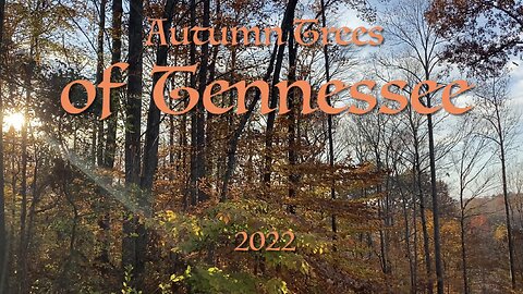 Drone, Autumn Trees of Tennessee 2022