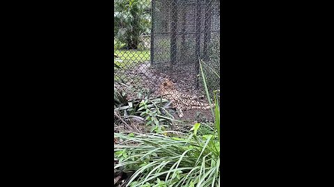 Cheetah and Hyena At Naples Zoo