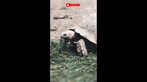 Sulcata Tortoise World 3rd largest ever