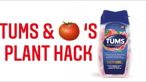 ADDING TUMS TO THE GARDEN FOR BLOSSOM END ROT. THE SCIENCE OF TUMS & TOMATOES | Gardening in Canada