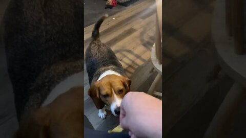 Banchee The Beagle Loves Fritos