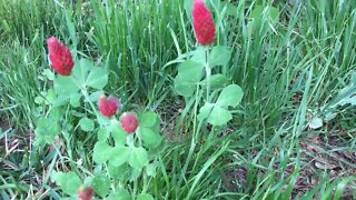 Southeast Texas Backyard Wildlife 105