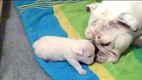 Bulldogs puppy playing with Mom..