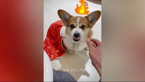 New Funny Animals 2023 😅 Funniest Cats and Dogs Videos 😹🐶 Part 2