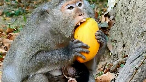 Monkey eating Mango fruit
