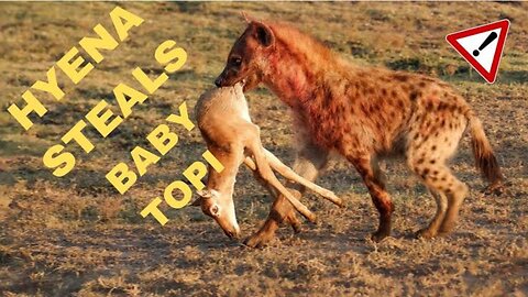 Incredible! Topi Attacks Hyena That Stole Baby I Great Plains Conservation