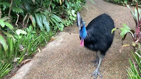 Cassowary Bird - The Amazing World #shorts