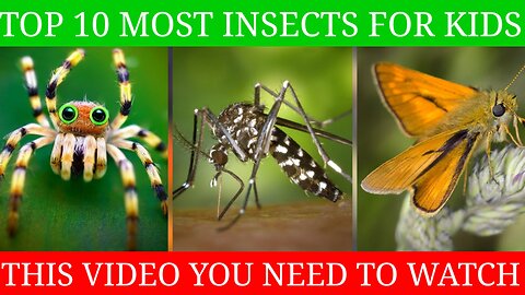 The Only Top 10 beautiful Insects Collection | Nature Video You Need To Watch
