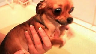 Dogs really hate bath time - Funny dog bathing compilation