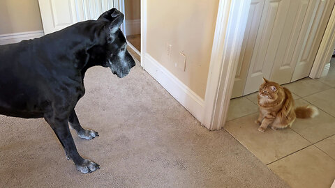 Great Dane Won't Cross Line Without Cat's Permission