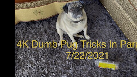 4K Dumb Pug Tricks In Paradise 7/22/2021