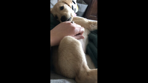 Golden retriever puppy has a ticklish spot.
