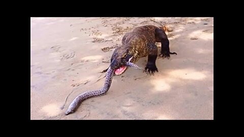 Komodo Attack: Komodo Dragon Eats and Swallows Big Eels