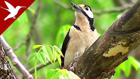 Woodpecker - Dendrocopos syriacus - picchio - дятел - Specht - キツツキ - pájaro carpintero - pica-pau