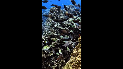 Guam reef fish