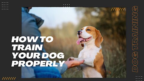How To Properly Train Your Dog