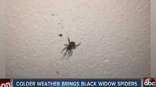 Colder temperatures forcing black widows into homes