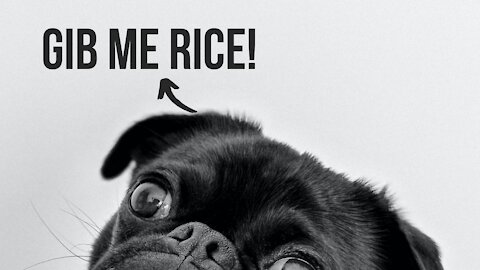 Is Rice Bad For Dogs?