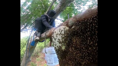 Honey Harvesting from Bees