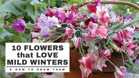 10 COOL SEASON Flowers that LOVE MILD WINTERS: and HOW TO GROW them