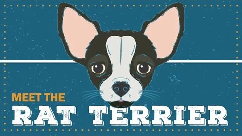 Rat Terrier | CKC Breed Facts & Profile