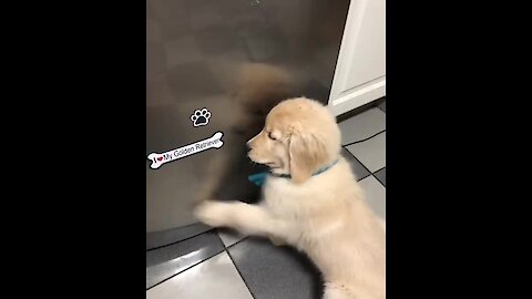 Hungry puppy knows exactly where the food is stored