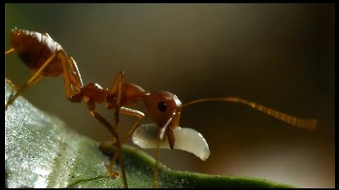 Weaver Ants Use Their Children as Cement - 4KUHD - China- Nature's Ancient Kingdom