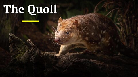 Australian Quoll | #australia #wildlife #quoll