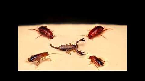 LITTLE SCORPION vs PACK OF HUNGRY COCKROACHES 【LIVE FEEDING】
