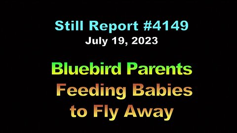 Bluebird Parents Feeding Babies to Fly Away, 4149