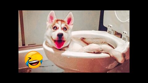 WORLD BEST FUNNIEST🤣 Animal vs dog vs men 🤣 funny video> Don't Try Laughing 🤣 clips