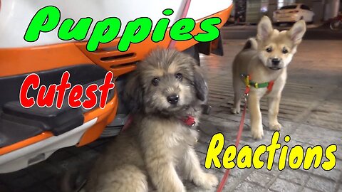 Cute Puppies React When Being 2023 Cutest Baby Dogs Funny Animal Video