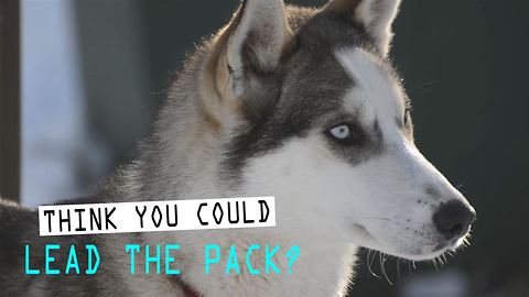 Sled Dogs: 3 amazing things you didn't know