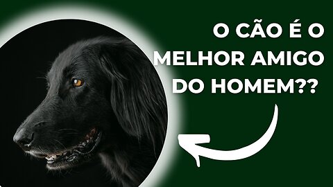 O Cão é o Melhor AMIGO do Homem?