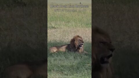 Maasai Mara Sightings Today 09/03/22 (Lions, Cheetah, Serval, etc) | Zebra Plains | #shorts