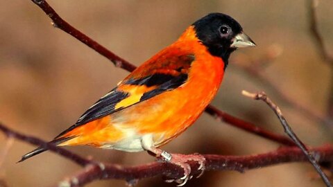 Pássaro TARIM, o Pintassilgo Venezuelano - Red Siskin