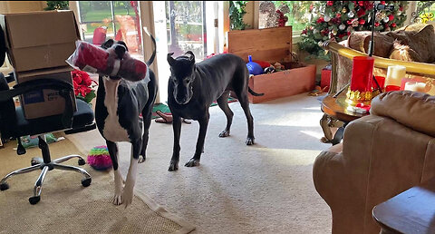 Great Dane Swipes Christmas Gift, Runs To The Tree