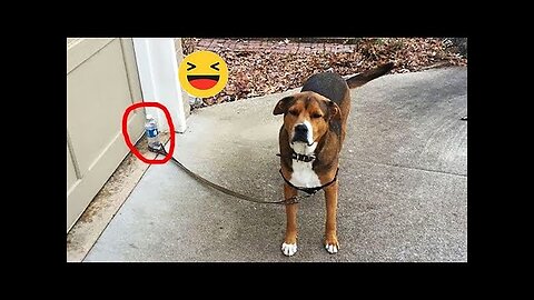 Best Funniest Animals Videos 😅 - Funny Dogs And Cats Videos 2023😇 #7