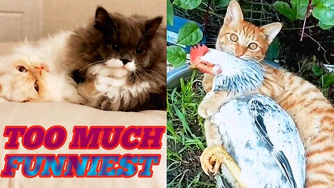 Best funny CATS and Chicken 🐱🐓 FUNNY ANIMALS VIDEO 2024 🐱🐓