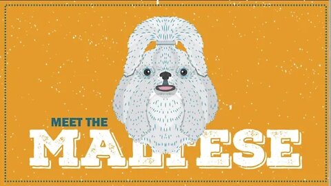 Maltese | CKC Breed Facts & Profile