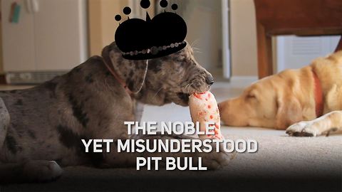 The noble pit bull: A dog misunderstood