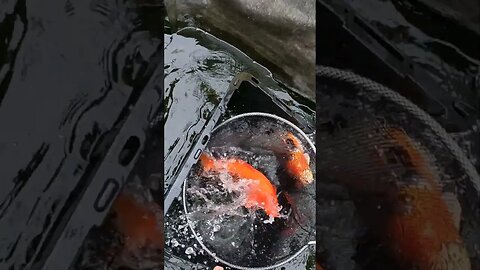 Beautiful koi fish (they are always flopping around) #koipond #shorts