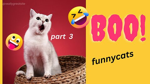 funny cat video 3