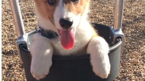 Corgi puppy on a swing