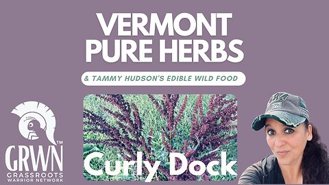 Vermont Pure Herbs Presents Curly Dock (Rumex crispus)