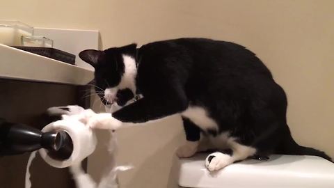 Cat decimates toilet paper roll, makes gigantic mess