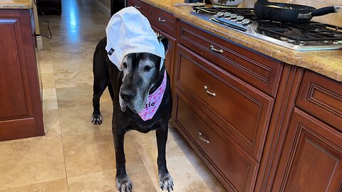 Well Dressed Great Dane Chef Checks Out Dressed Up Mac & Cheese